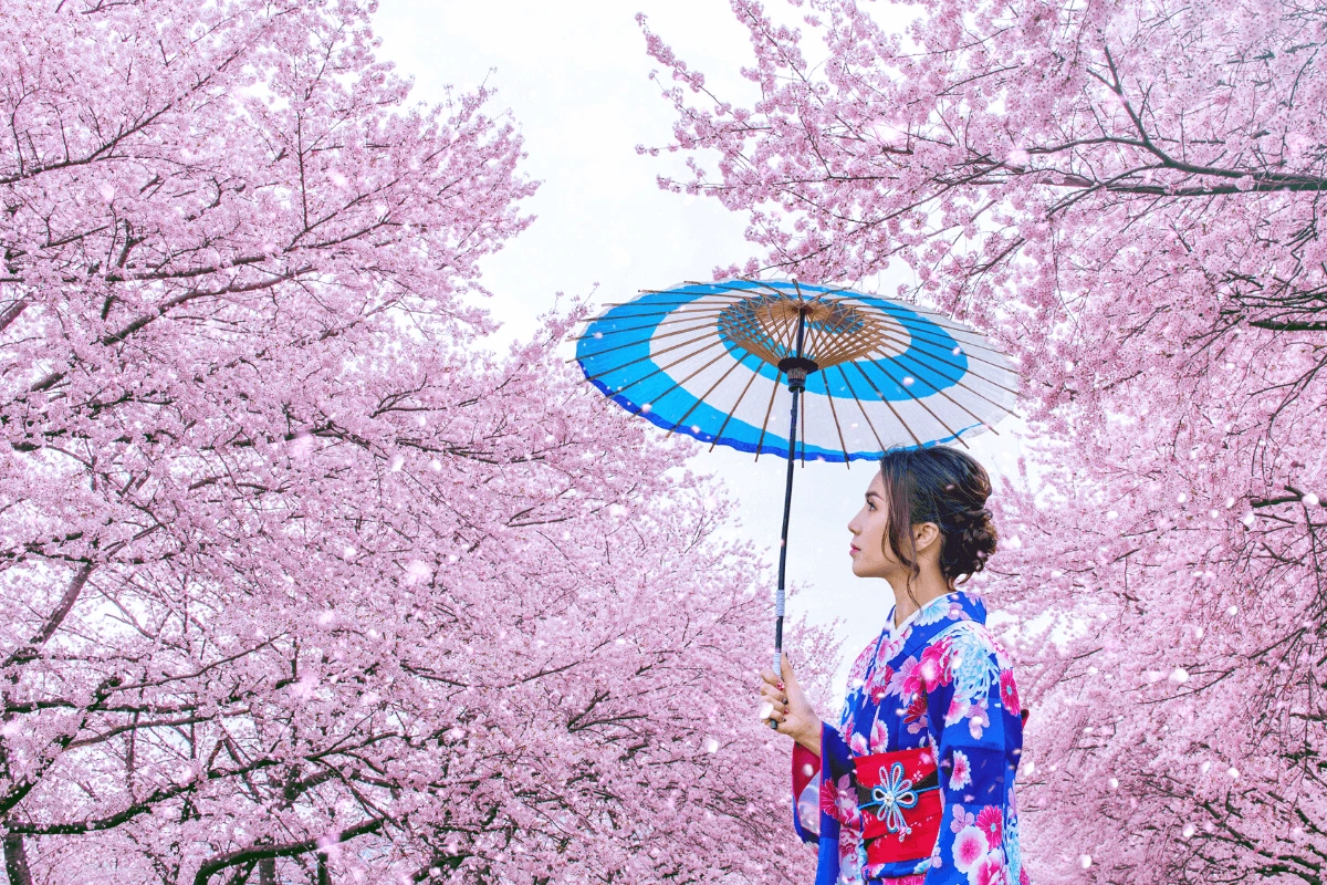 Mi fán terem a sakura?